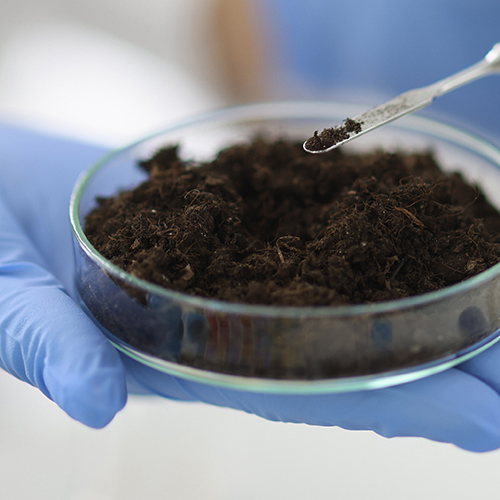 Soil testing in petrie dish