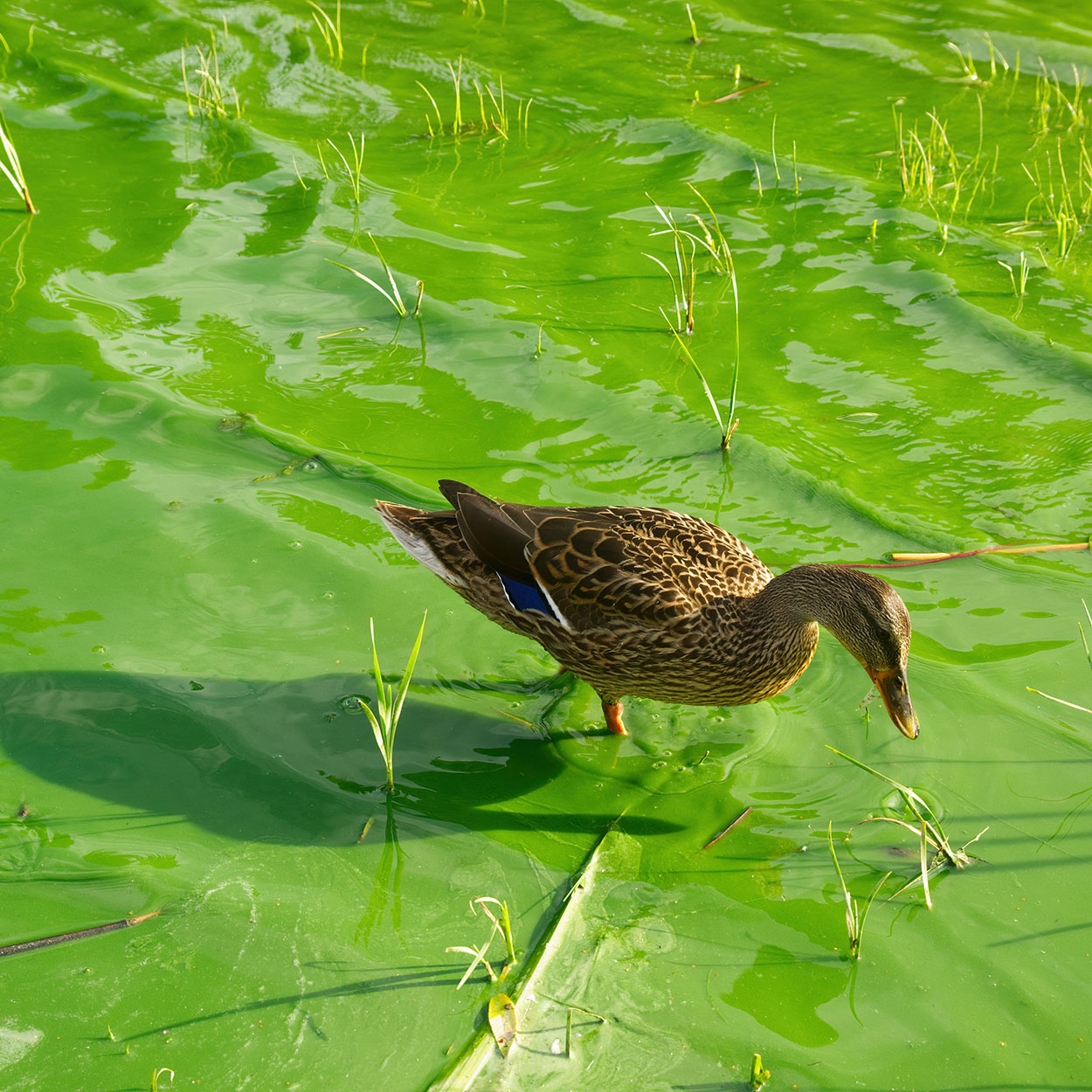 Duck in green water