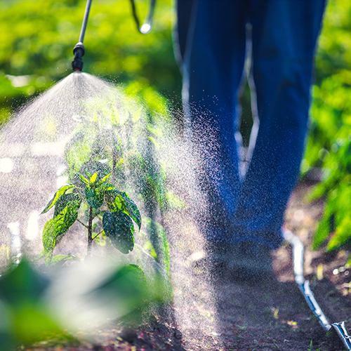 Watering plants with pesticide