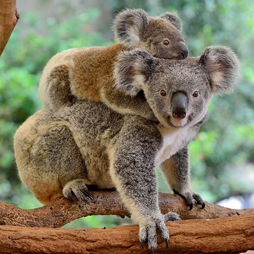 koala with a baby on her back