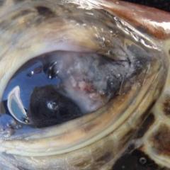 Great Barrier Reef turtle with lesion on its eye