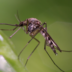 close up photo of mosquito on plant